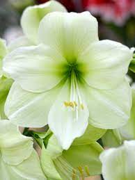 Green Hippeastrum Rutilum Flower Seeds ƒ?? Heirloom Non-GMO Amaryllis Blooms for Exotic Gardens