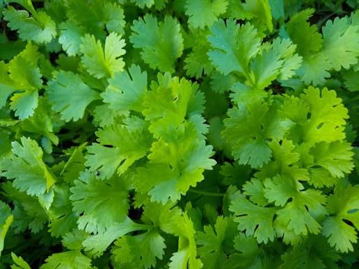 Healthy coriander plant growing in a sunny herb garden.
