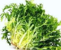 Green Yellow Endive Seeds for Planting - Healthy Vegetable