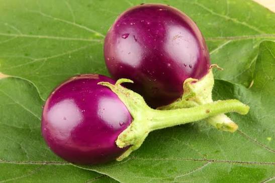 Purple brinjal plants with green foliage growing in a raised garden bed.