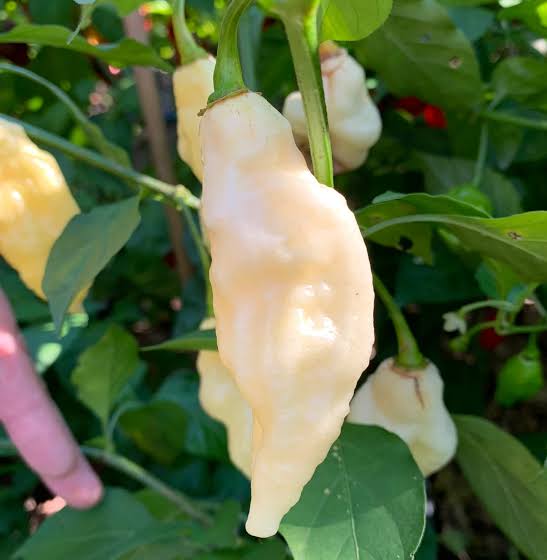 White Bhut Jolokia Vegetable Seeds for Planting heirloom & Non-GMO Seeds