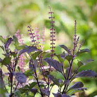 Basil Scented Flower Seeds for Planting, Unique Variety - Heirloom seeds