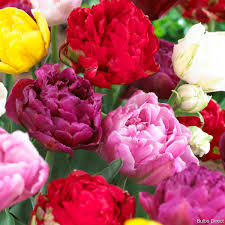 Peony bulb mix growing in an outdoor garden bed
