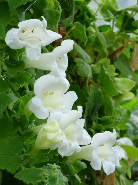 Maurandya White Lophospermum Flower Seeds for Planting-Heirloom & Non-GMO Seeds for planting