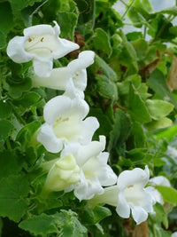 Maurandya White Lophospermum Flower Seeds for Planting-Heirloom & Non-GMO Seeds for planting