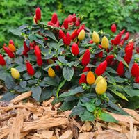 Compact Prairie Fire pepper plant in a garden container
