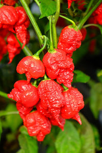 Reaper pepper plants growing in a sunny vegetable garden

