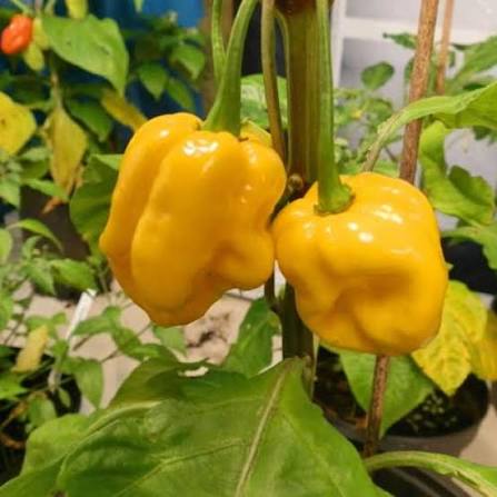 Trinidad Yellow Pepper Seeds for Planting heirloom & Non-GMO Seeds