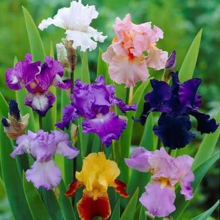 Mixed Bearded Iris flowers blooming in a colorful garden border.
