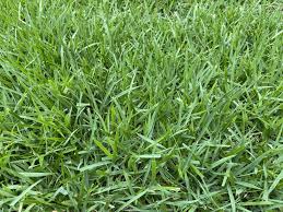 Zoysia Palisades Grass Seeds