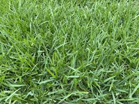 Zoysia Palisades Grass Seeds