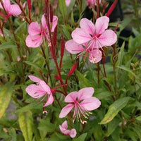 Pink Gaura Flower Seeds for Planting, Fresh, NON GMO Seeds