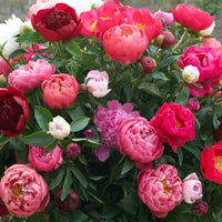 Peony bulb mix growing in a garden bed with green foliage