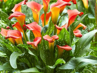 Calla Lily plants growing in decorative garden containers

