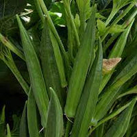 Baby Bubba Hybrid Okra Vegetable Seeds for Planting - NON GMO Seeds