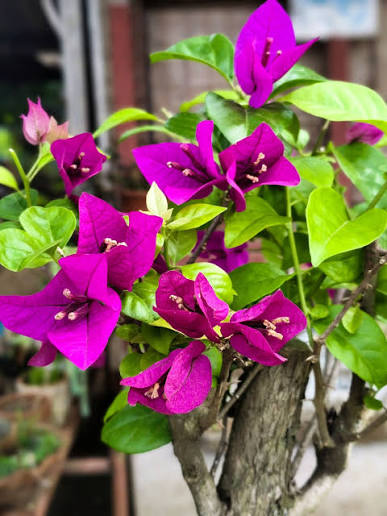 Bougainvillea Flower Seeds for Planting, 100 pcs