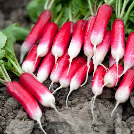 French Breakfast Radish Seeds for Planting heirloom & Non-GMO Seeds