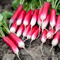 French Breakfast Radish Seeds for Planting heirloom & Non-GMO Seeds