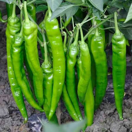 Guindilla Pepper Seeds for Planting heirloom & Non-GMO Seeds