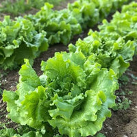 Lettuce Seeds for Home Garden, Raised Beds, Containers & Outdoor Growing