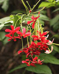 Quispualis Indica Flower Seeds for Planting - 100 pcs