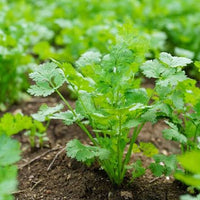 Coriander plant thriving in a raised garden bed with lush green leaves.

