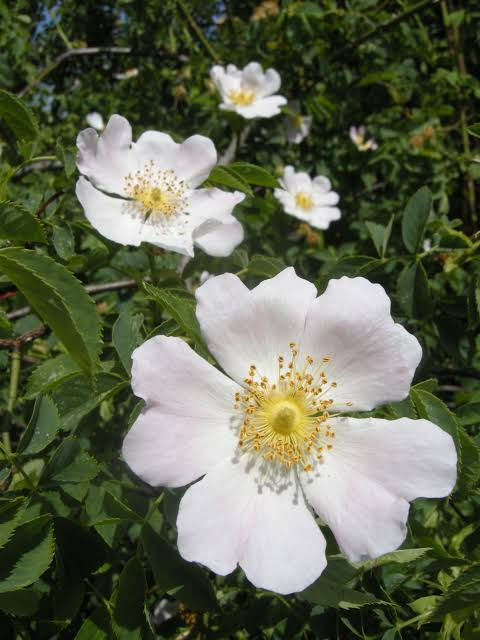 Canina White Flower Seeds for Planting – Organic, Heirloom, Non-GMO Seeds