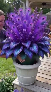 Peacock Flame Hosta used as a decorative perennial plant in a garden border landscape

