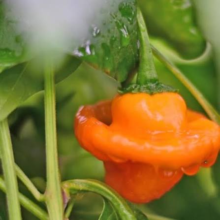 MOA Yellow Scotch Bonnet Pepper Seeds for Planting heirloom & Non-GMO Seeds