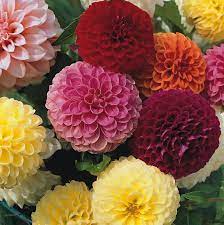 Mixed Pompon Dahlia Flower Seeds for Planting – Heirloom and Non-GMO garden seeds