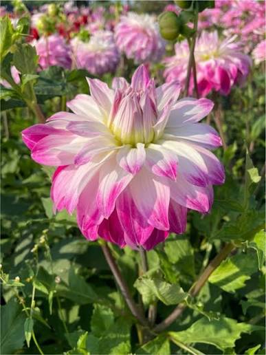 Pink White Petticoat Flower Seeds for Garden Planting - 100 Pcs pcs
