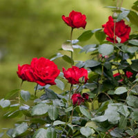 Dublin Bay climbing rose plant with red flowers growing in a garden
