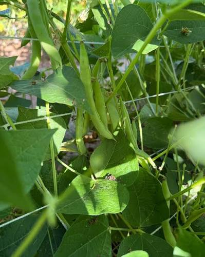 Mountaineer White Half-Runner Bean Seeds for Home Garden Planting | Heirloom Non-GMO