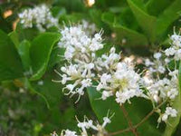 Heirloom Non-GMO White Privet Flower Seeds for Planting ƒ?? Fragrant Blooms for Hedges and Ornamental Gardens