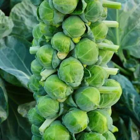 Brussels sprout plants producing compact green sprouts in a home garden.

