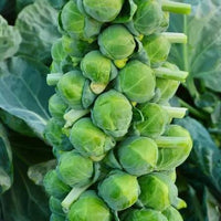 Brussels sprout plants producing compact green sprouts in a home garden.

