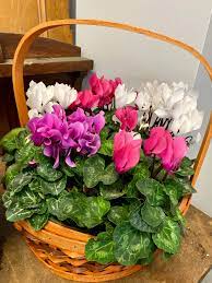 Pink & White Cyclamen Flower Seeds for Planting, 100 pcs