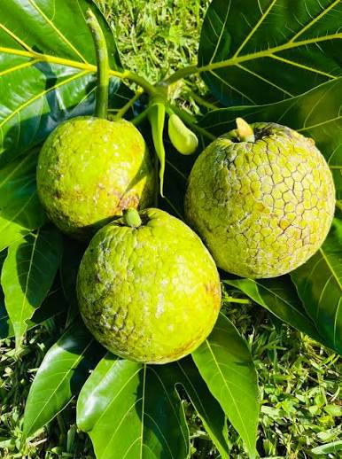 Breadfruit Tree Seeds for Home Gardens | Tropical Heirloom GMO-Free Variety