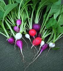 Rainbow Radish Seeds for Planting - 100 Pcs pcs