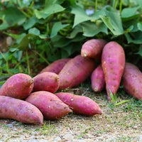 Sweet Potato vines and root crop plants growing in an outdoor garden setting.

