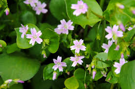 White Claytonia sibirica – Non-GMO Heirloom Flower Seeds for Planting