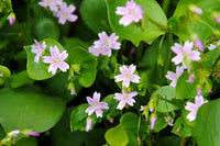 White Claytonia sibirica – Non-GMO Heirloom Flower Seeds for Planting