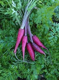 Heirloom Purple Haze carrot seeds suitable for raised beds and containers.