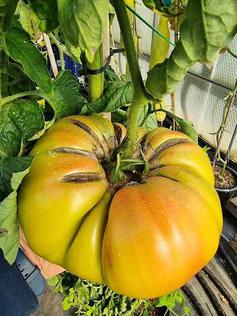 Giant Tomato Vegetable Seeds for Planting - Heirloom and Non-GMO Garden Seeds