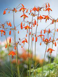 Coral Drops Flower Seeds Orange for Planting - 100 pcs