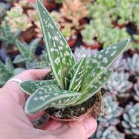 Green Aloe Variegata Plant Seeds for Planting - 100 pcs