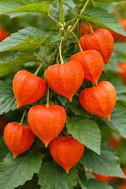 Red Alkekengi Plant Seeds for Planting - heirloom & Non-GMO Seeds