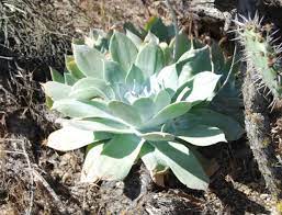 Green Dudleya Plant Seeds for Planting - 100 Pcs pcs