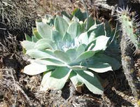Green Dudleya Plant Seeds for Planting - 100 Pcs pcs