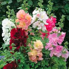 Mixed Hollyhock Flower Planting Seeds for Garden NON GMO Seeds